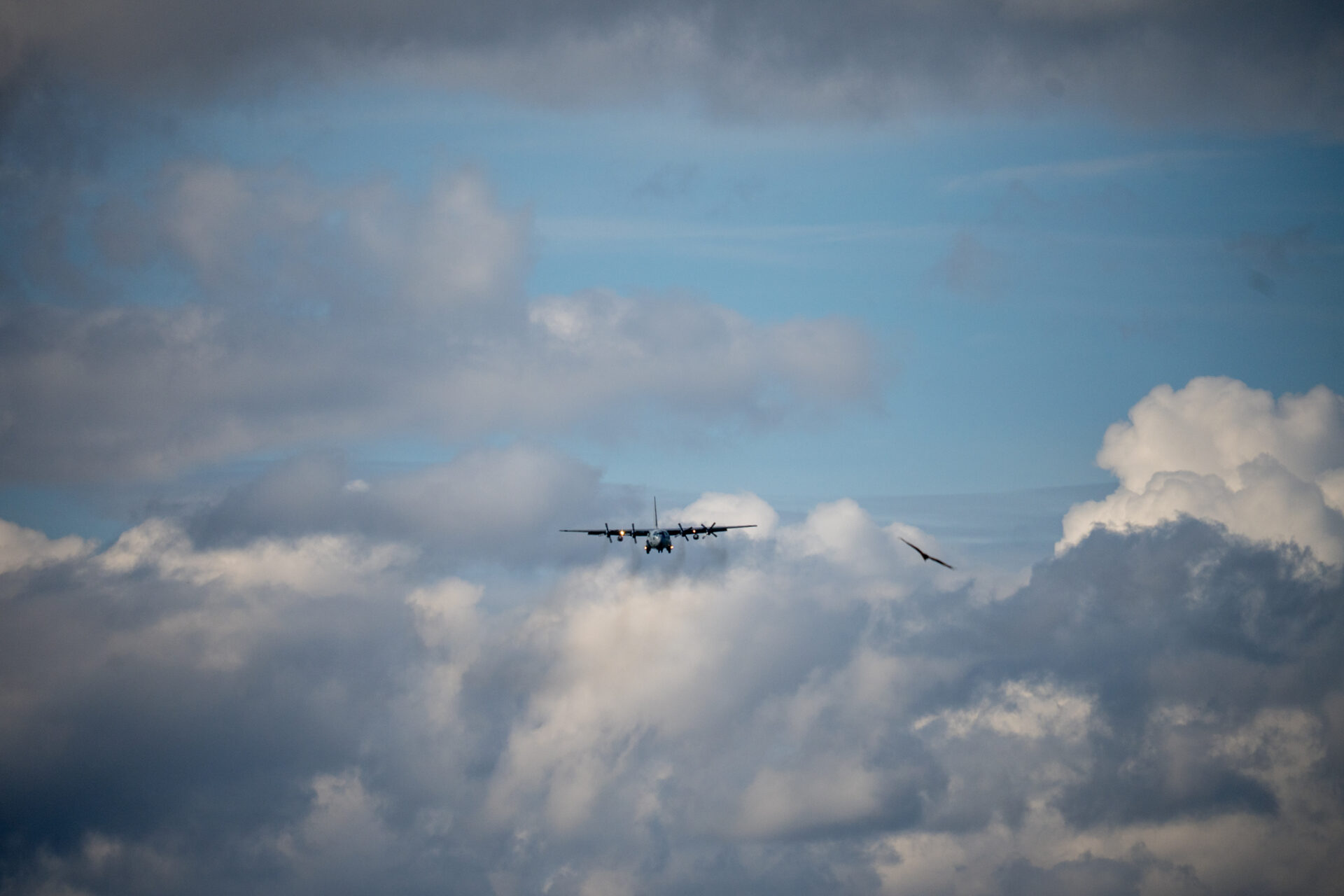 Lockheed C-130 Swedish Air Force (03/25) im Anflug zusammen mit einem kleinen Vogel
